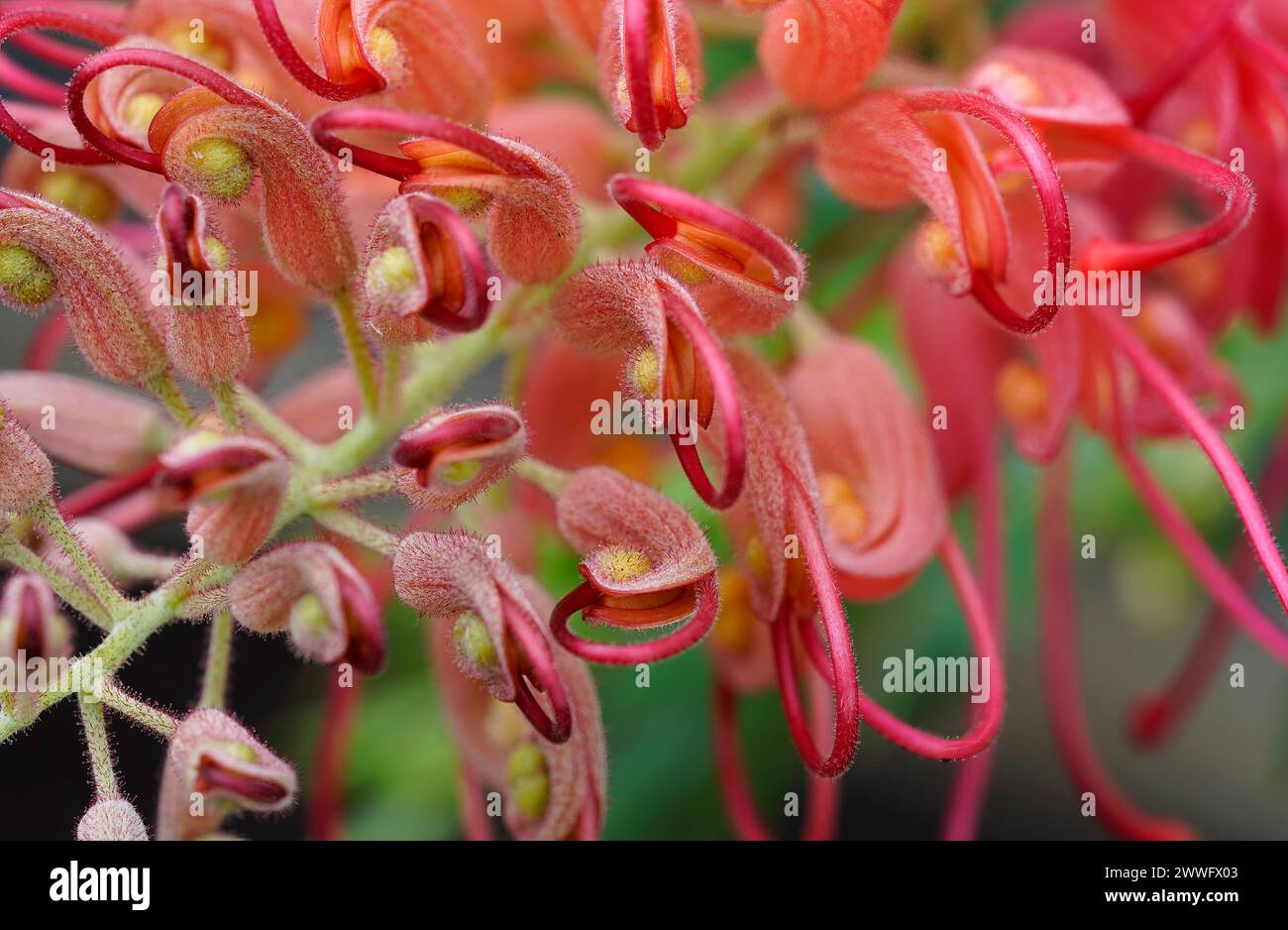 macro photo of vibrant red Grevillea flower in full bloom. Melicope Rubra Blush native of Australia Stock Photo