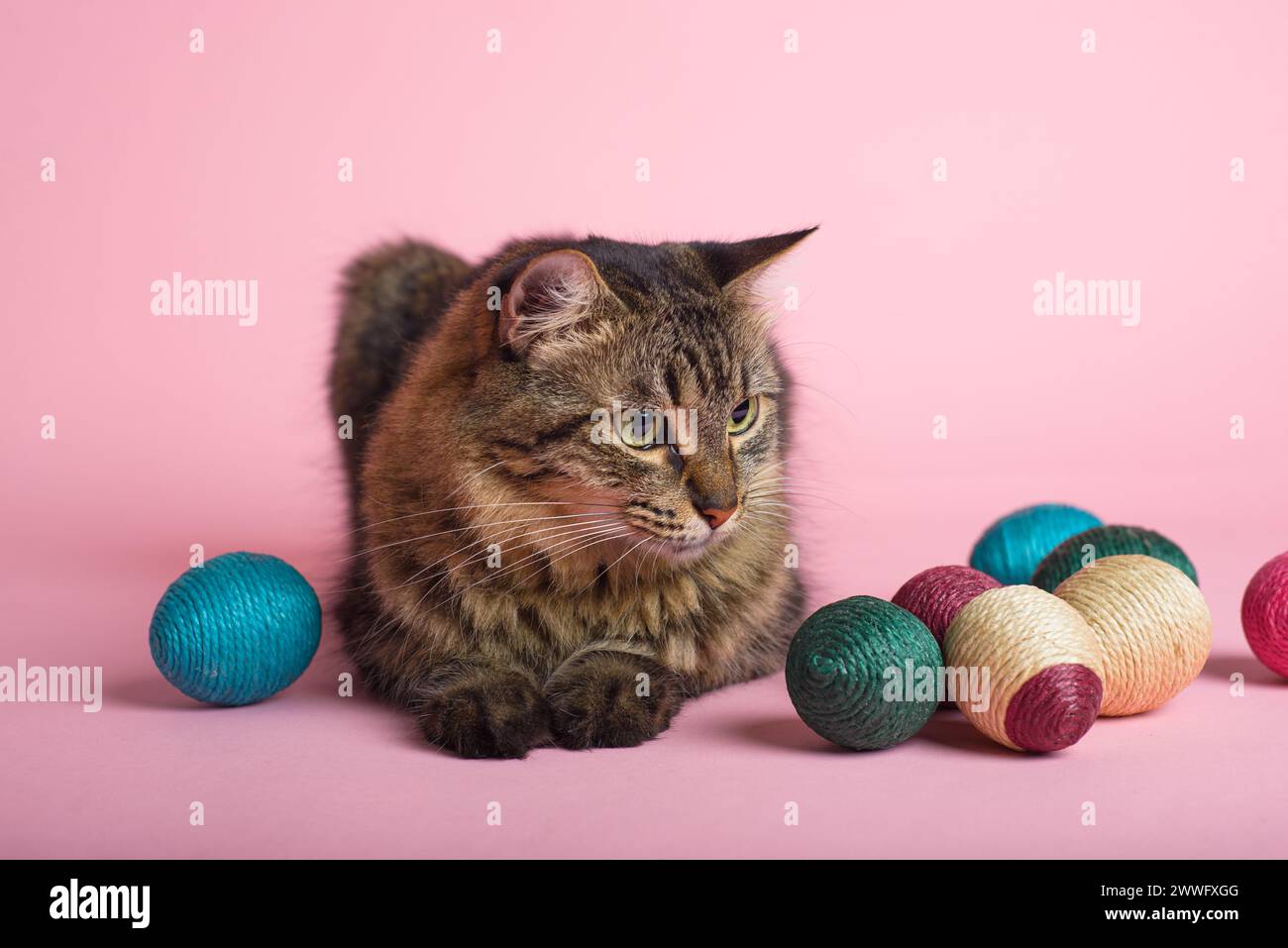 Tabby cat and easter eggs on pink background. Funny Easter background. Stock Photo