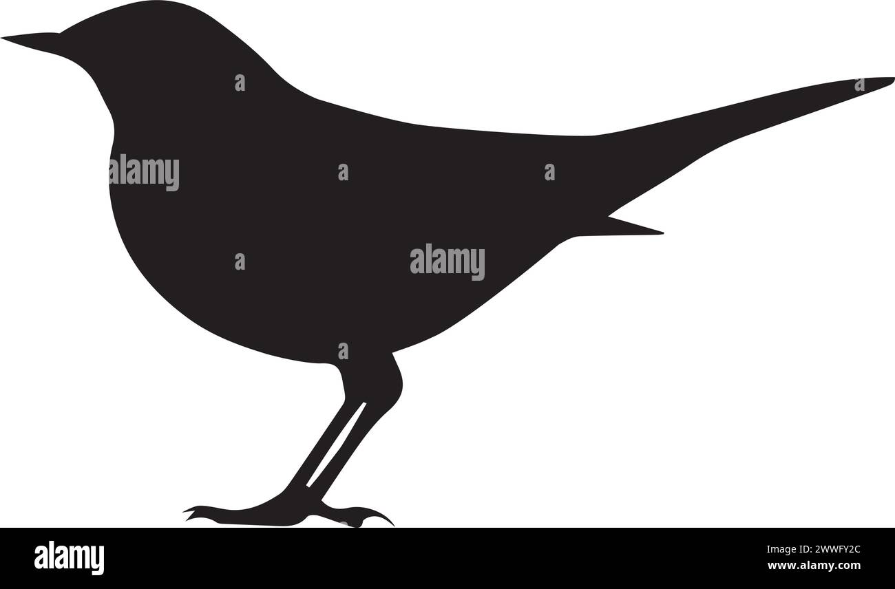 Common blackbird bird isolated over white background. Vector ...