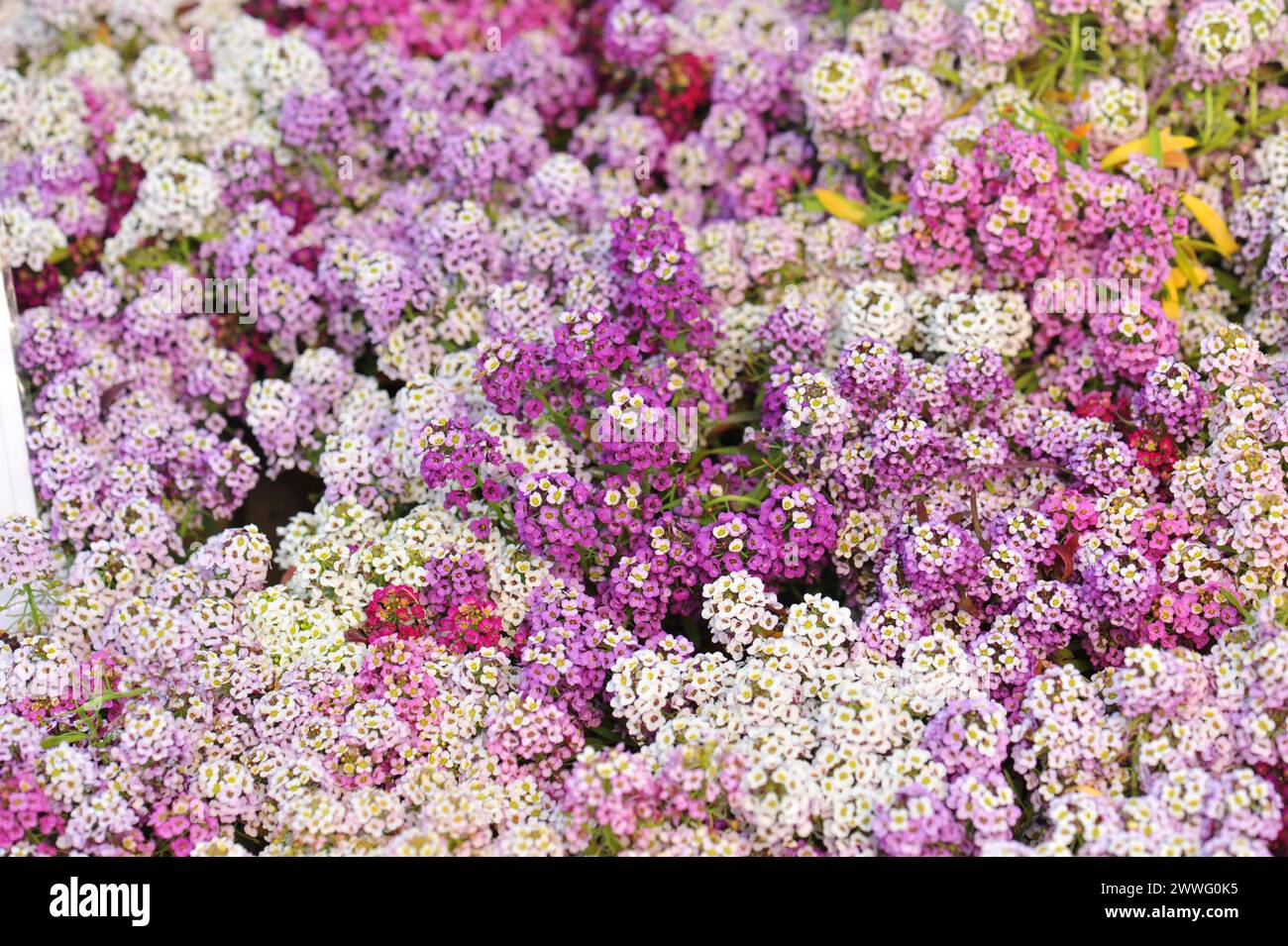 Alyssum flower hi-res stock photography and images - Alamy