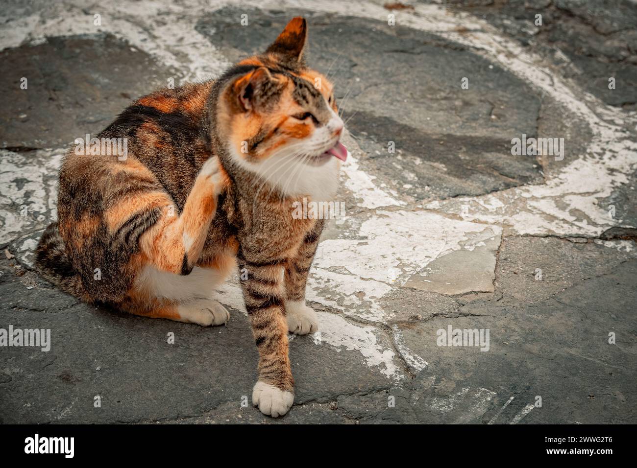 An alley cat licks its paw clean, a glimpse of everyday cat life in an urban setting. Stock Photo
