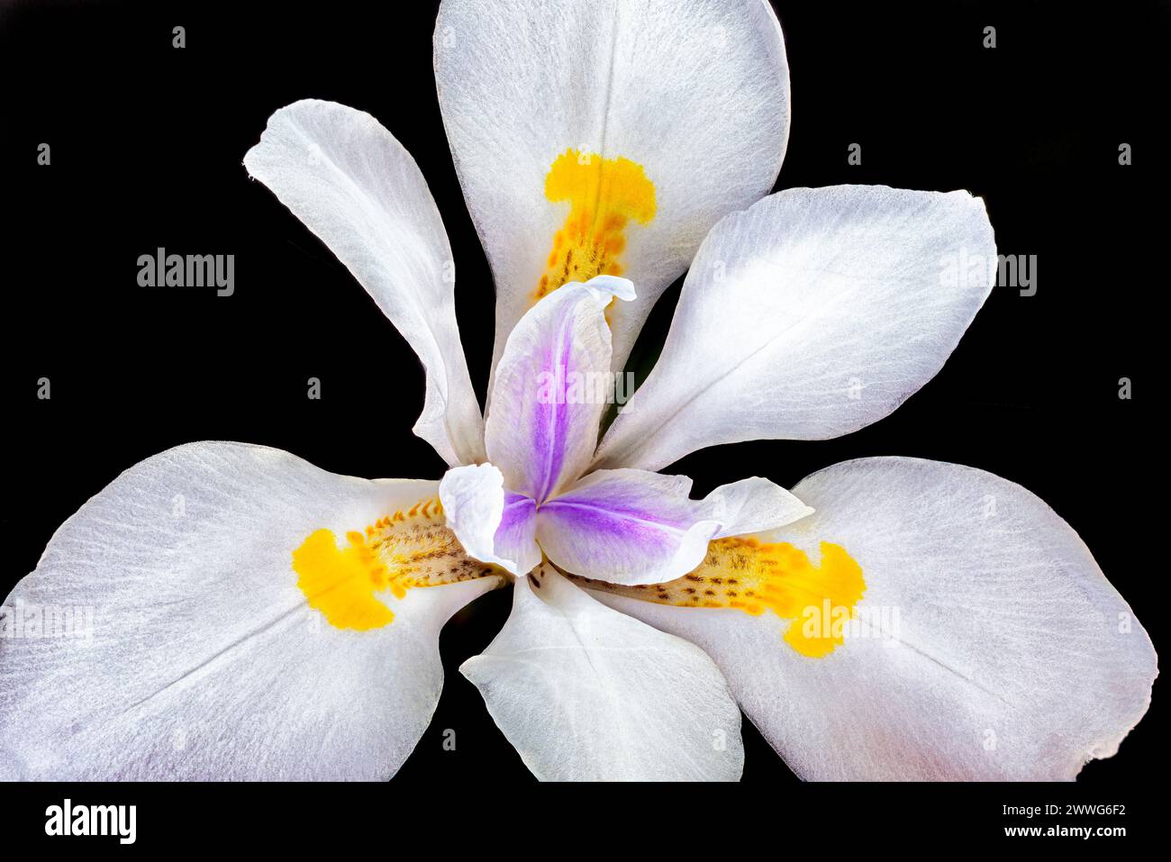 Wild iris, Dietes iridioides, African iris, fortnight lily or morea iris, on a black background Stock Photo