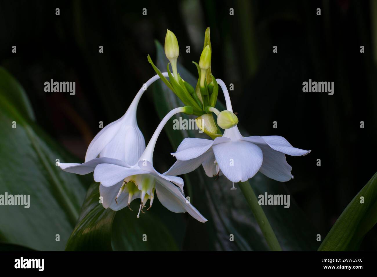 Amazonaslilie Eucharis amazonica, Ekuadur, Peru, Südamerika mcpins *** Amazon lily Eucharis amazonica , Ekuadur, Peru, South America mcpins mcpins Stock Photo
