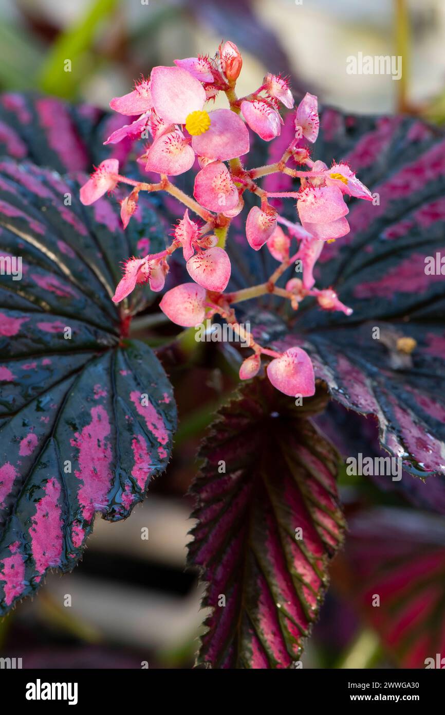 Weilbachia hi-res stock photography and images - Alamy
