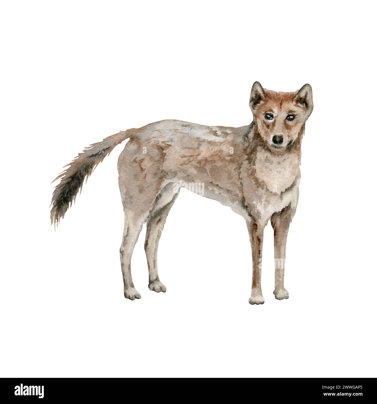 Dingo. Ancient wild dog. Indigenous Australian native animal. Watercolor illustration isolated on white background. Hand drawn sketch for national Stock Photo