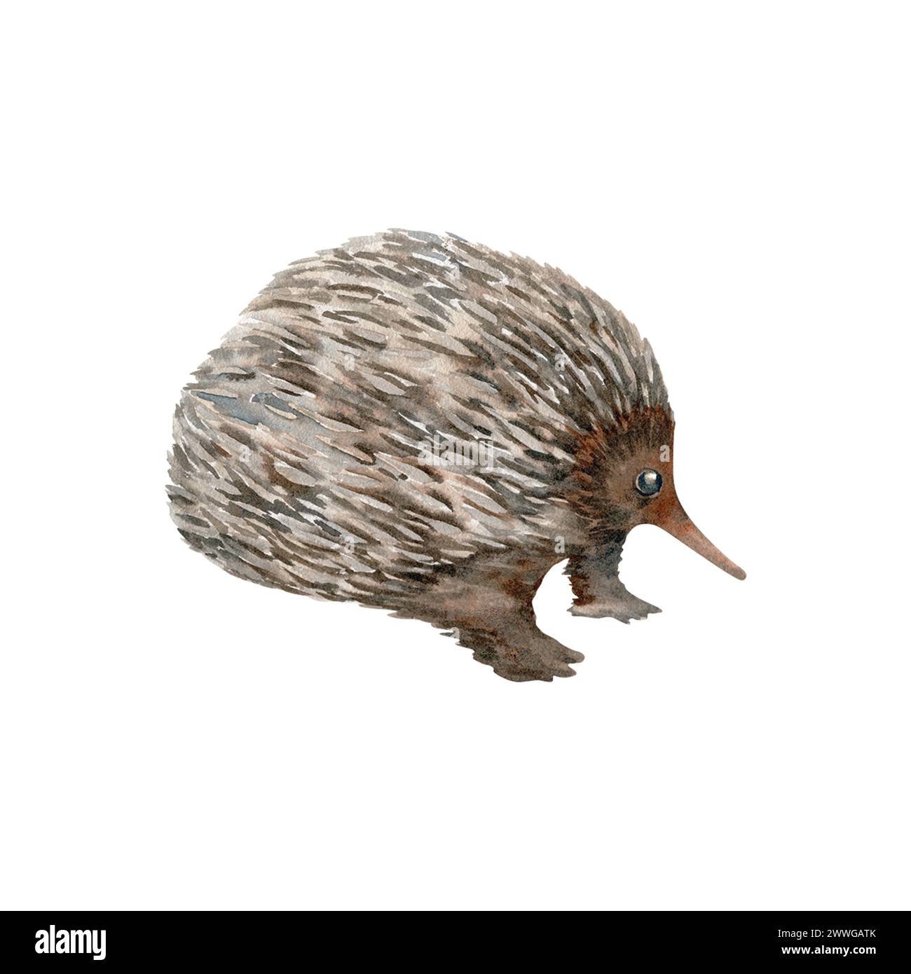 Echidna. Australian native marsupial nocturnal animal sketch. Watercolor illustration isolated on white background. Hand drawn element Stock Photo