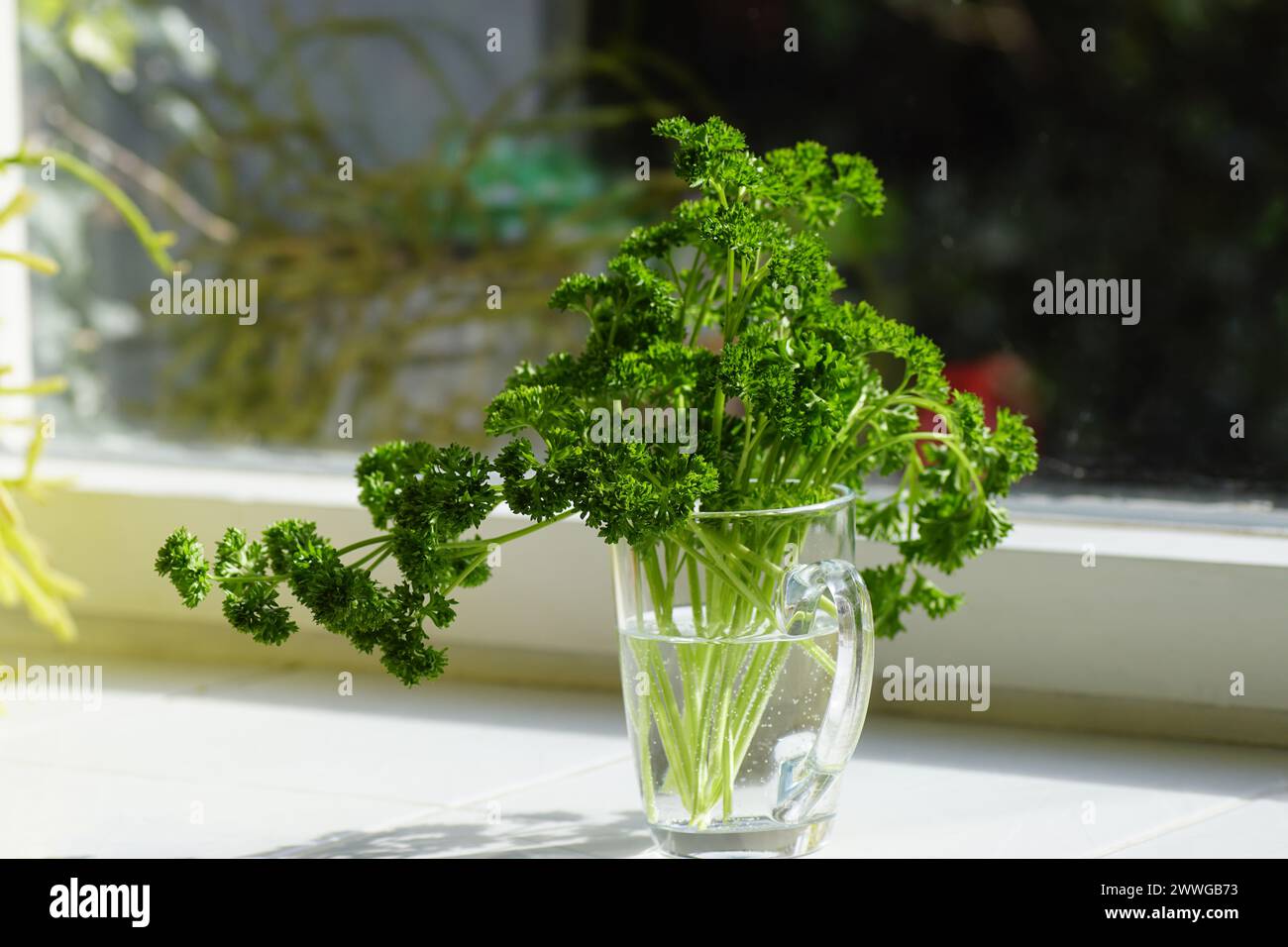 Closeup cut garden parsley, flat leaf parsley plants (Petroselinum crispum), family Apiaceae in a glass cup on a kitchen windowsill. Herb and vegetabl Stock Photo