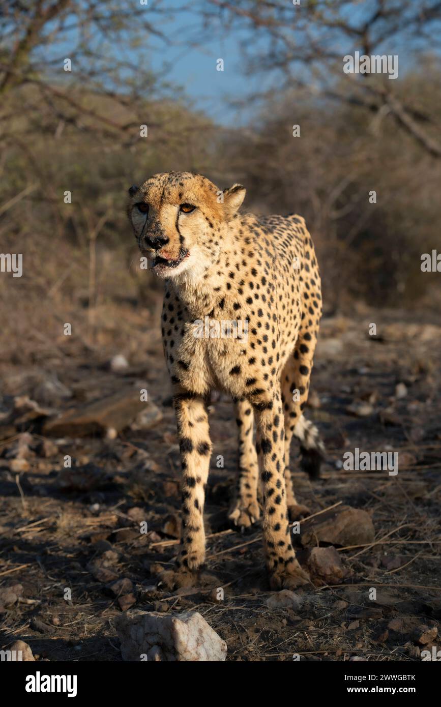 Gepard Acinonyx jubatus mit blutigem Maul nach dem Fressen, Region Khomas, Namibia, Afrika mcpins *** Cheetah Acinonyx jubatus with bloody mouth after Stock Photo