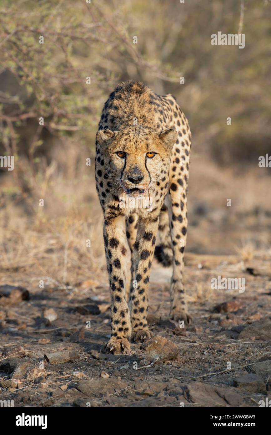 Gepard Acinonyx jubatus mit blutigem Maul nach dem Fressen, Region Khomas, Namibia, Afrika mcpins *** Cheetah Acinonyx jubatus with bloody mouth after Stock Photo