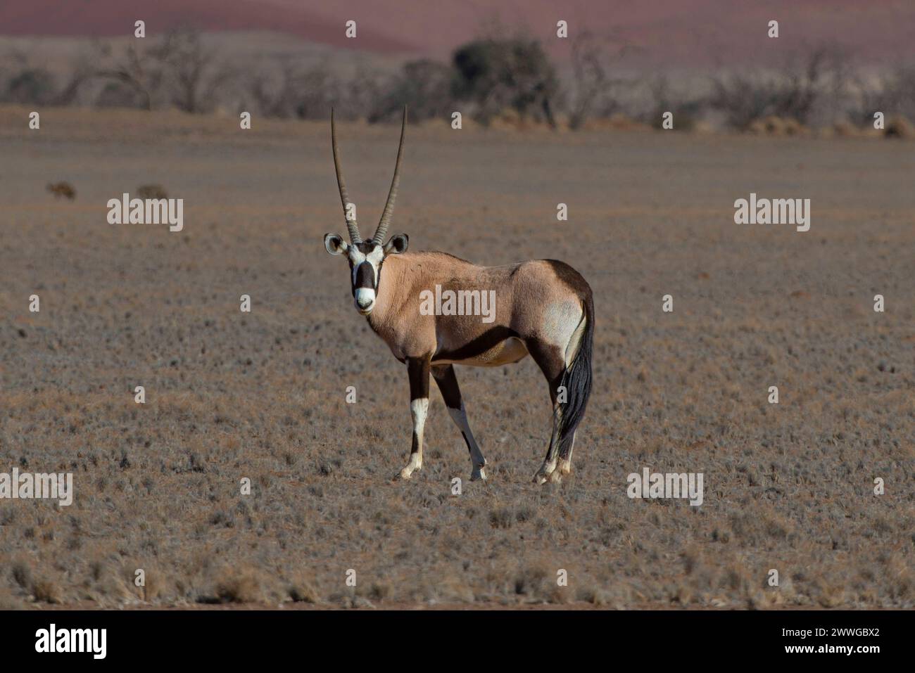 Spießbock Oryx gazella im Sossusvlei, Sossusvlei, Namib Wüste, Namib-Naukluft-Nationalpark, Namibia, Afrika mcpins *** Spießbock Oryx gazella in Sossu Stock Photo