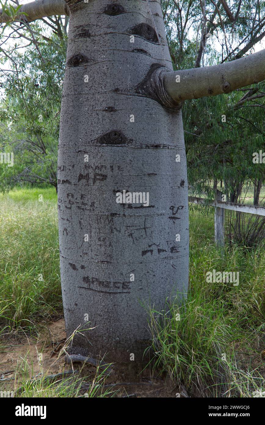 Graffiti on Queensland Bottle Tree at the entrance to abandoned primary state school Wallumbilla North Queenslnad Australia Stock Photo