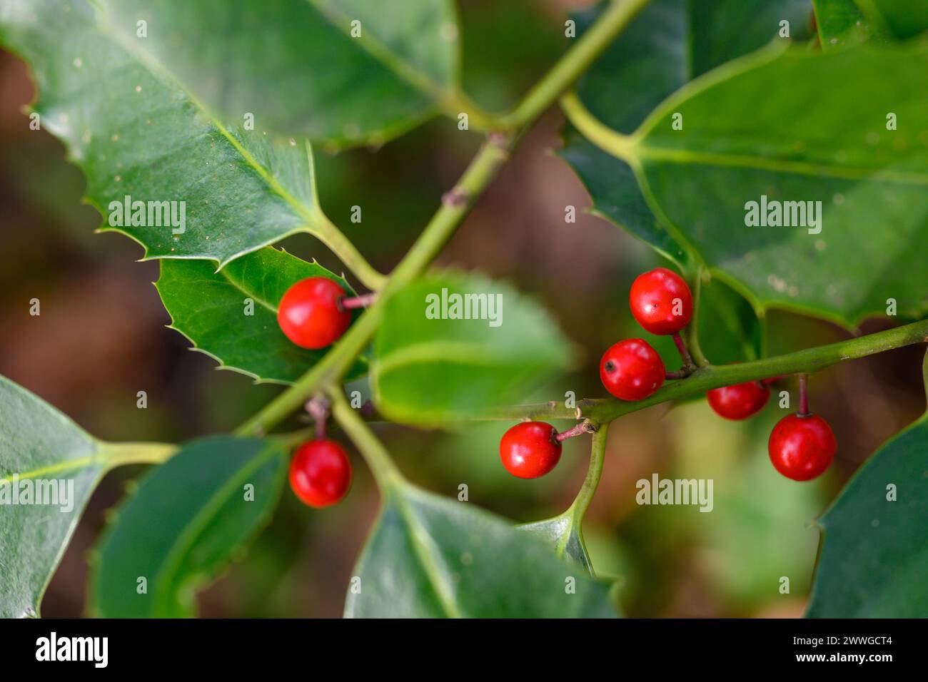 Vibrant red holly berries nestled among glossy green leaves. Stock Photo