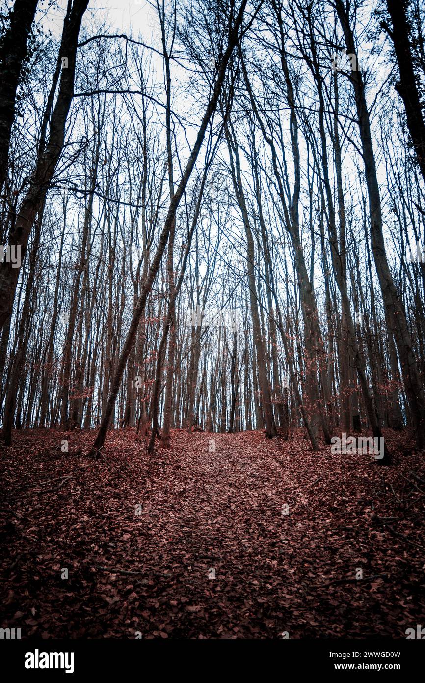 A forest trail ascends into the quietude of tall, leafless trees against the sky. Stock Photo