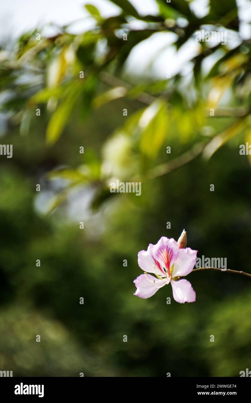 Soft focus pink flower with blurred woodland backdrop Stock Photo
