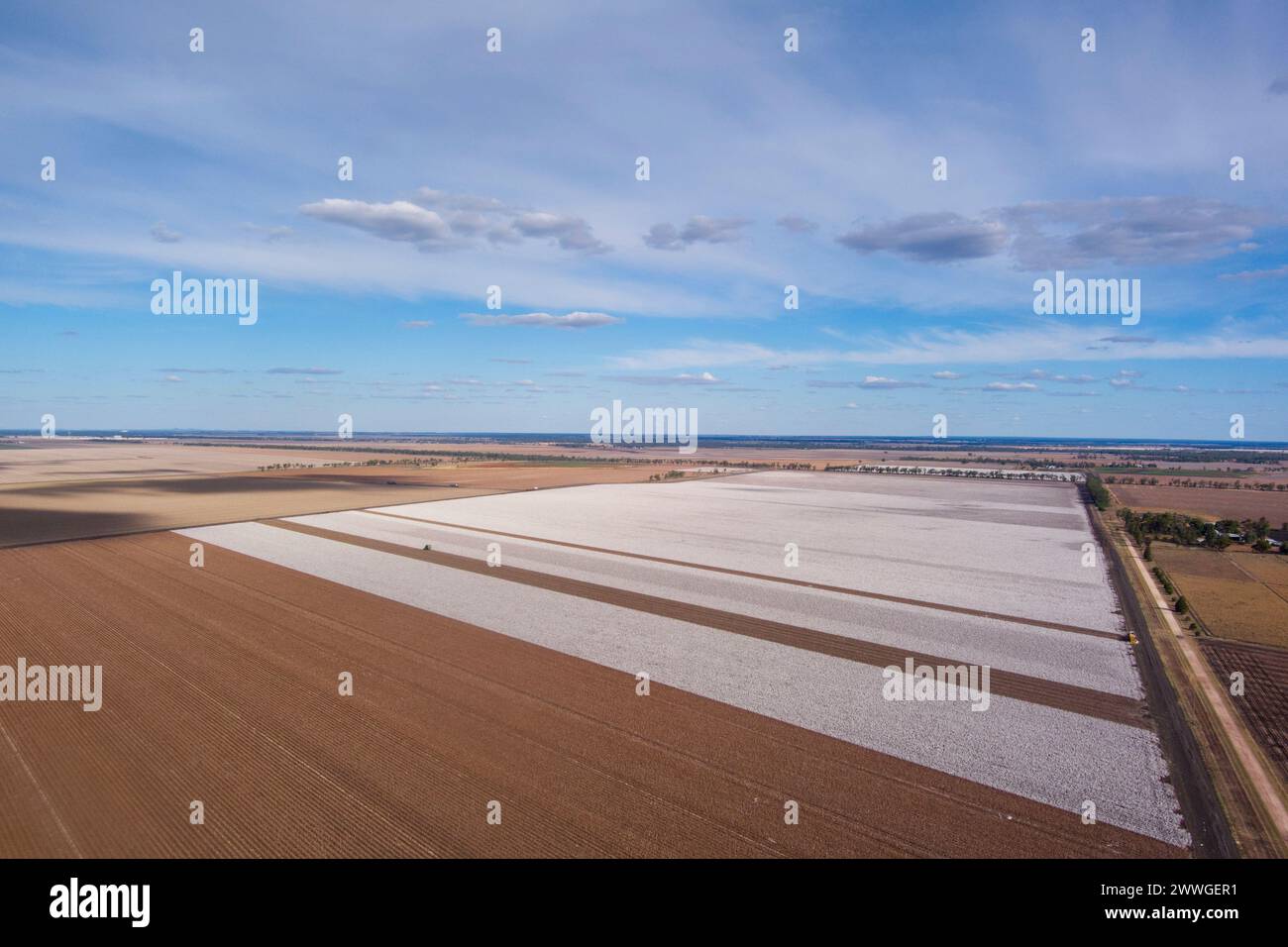 Aerial of commercial broad acre cotton fields being harvested near Dalby Queensland Australia Stock Photo