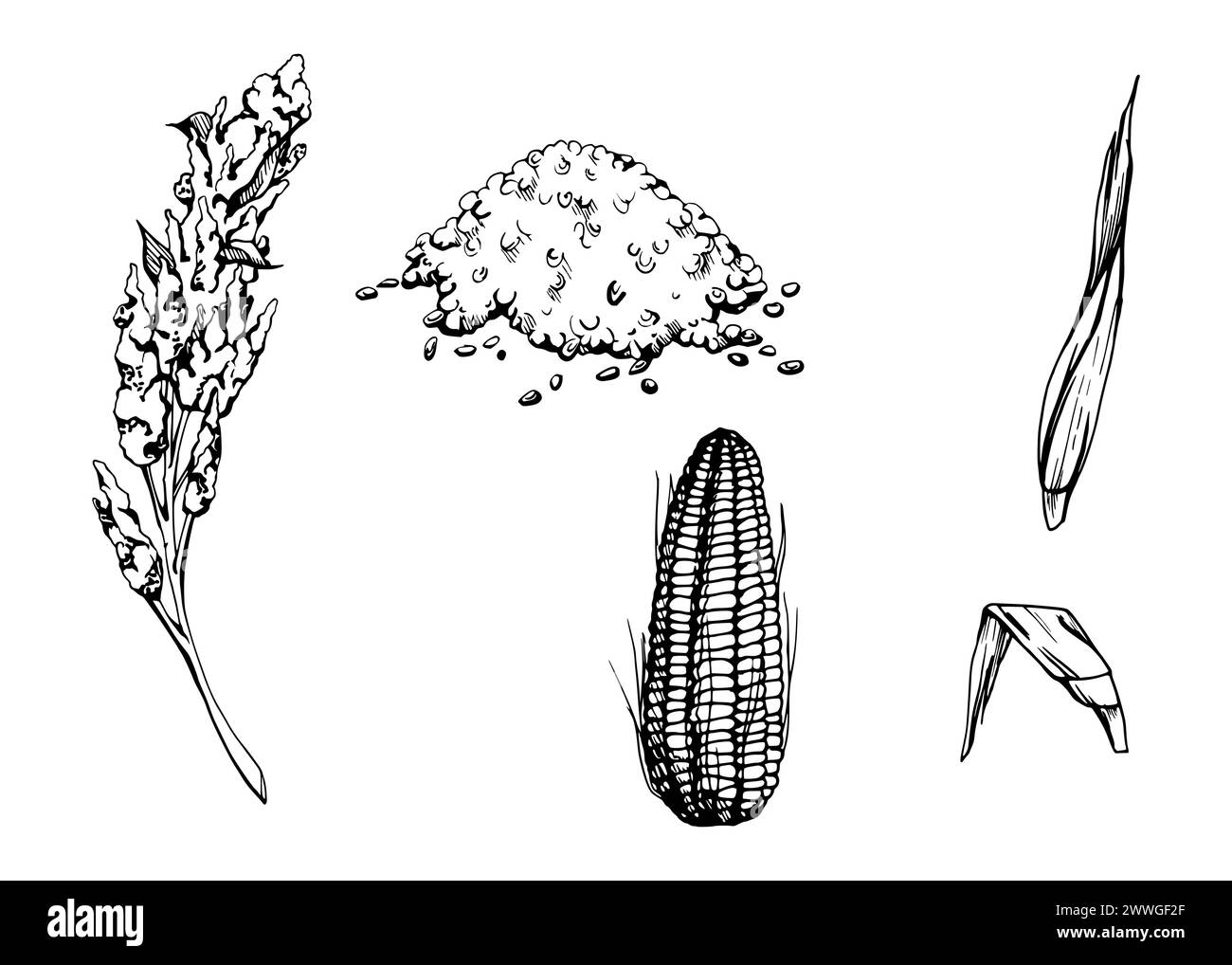 Hand drawn ink vector illustration, vegetable crop grain quinoa maize ...