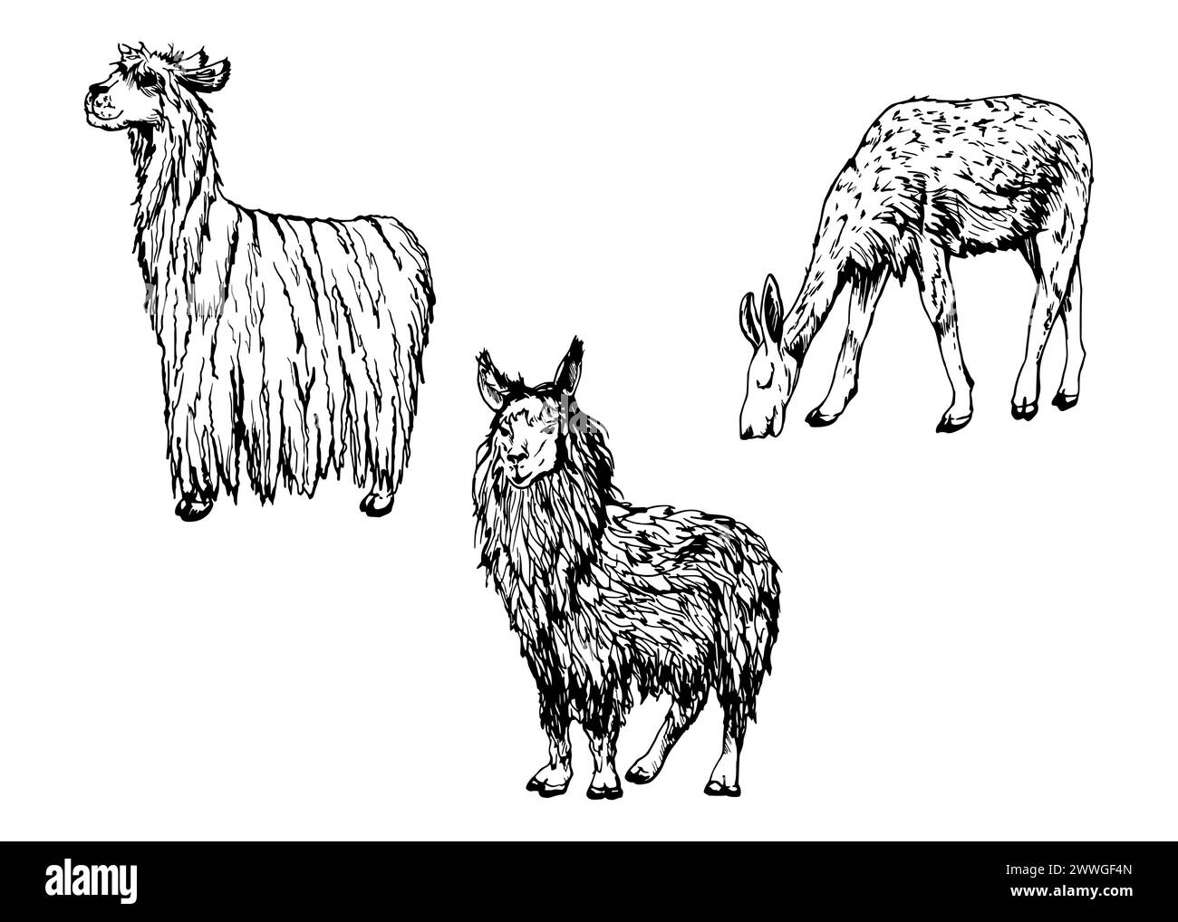 Hand drawn ink vector illustration, farm cattle wool animal, llama alpaca vicuna guanaco, South Central America. Set of objects isolated on white Stock Vector