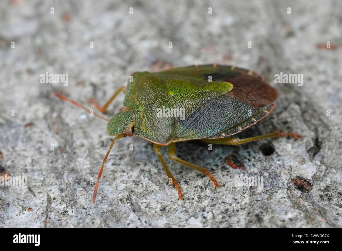 Detailed closeup on an overwintering Green shieldbug, Palomena prasina sitting on wood Stock Photo