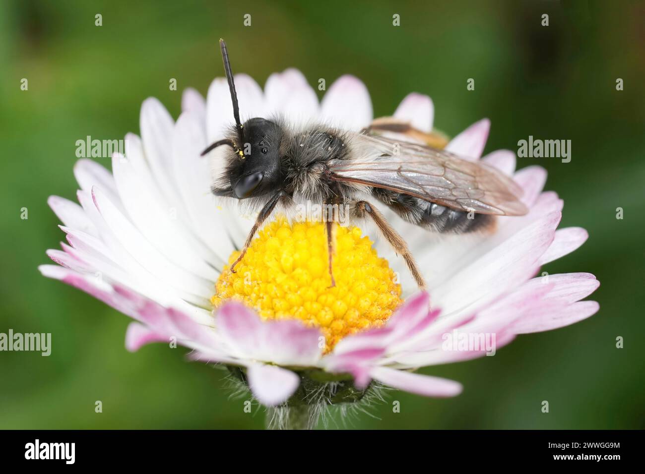 Natural closeup on a male Grey-backed mining bee, Andrena vaga sitting in a common daisy flower Stock Photo