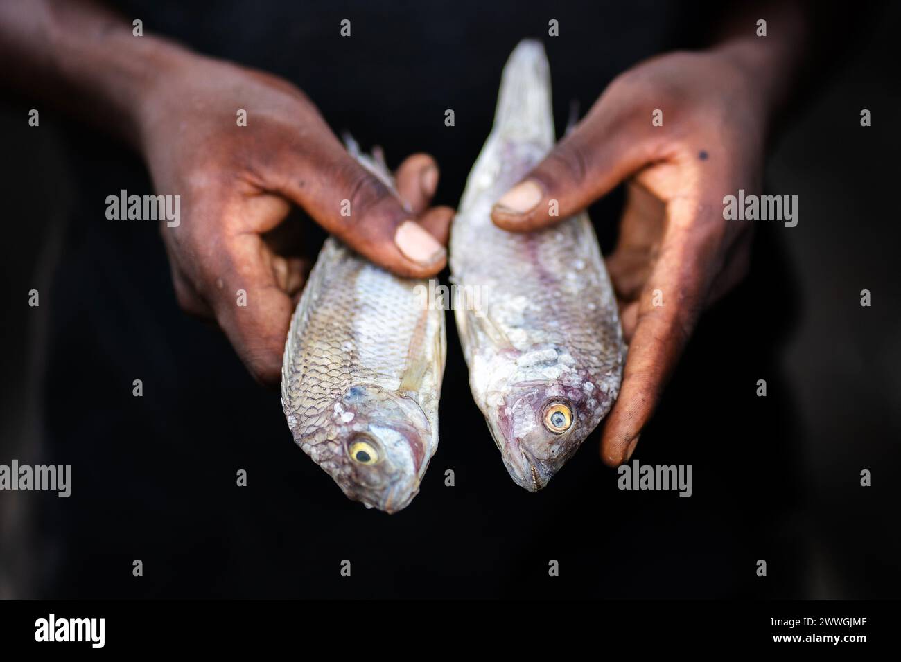 A man displays fish on the shores of Lake Chilwa in the Machinga district of Malawi. Trocaire and its local groups are helping locals patrol Lake Chilwa to ensure there is no illegal fishing. In 2015, the lake completely dried out because of climate change, which led to the loss of most species of fish, putting more pressure on another vital food source. Picture date: Tuesday March 5, 2024. Stock Photo