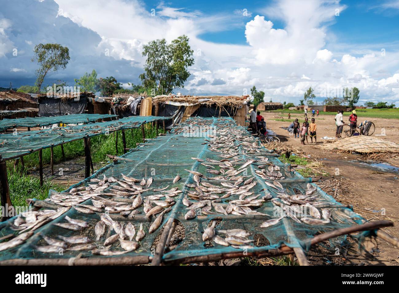 Fish laid out to dry on the shores of Lake Chilwa in the Machinga district of Malawi. Trocaire and its local groups are helping locals patrol Lake Chilwa to ensure there is no illegal fishing. In 2015, the lake completely dried out because of climate change, which led to the loss of most species of fish, putting more pressure on another vital food source. Picture date: Tuesday March 5, 2024. Stock Photo
