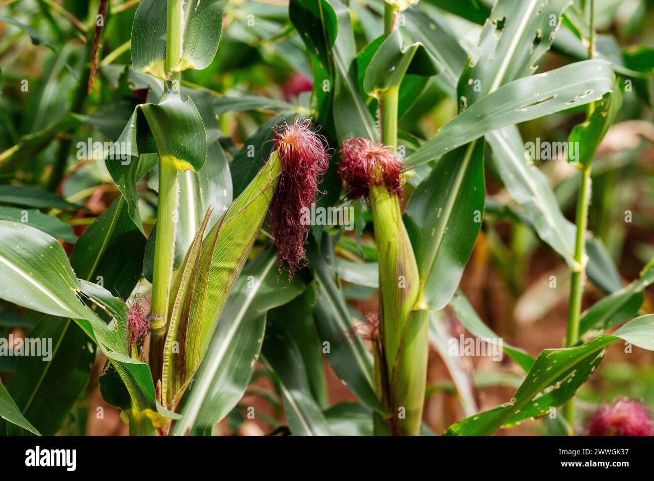 Maize crops growing in the Machinga region of Malawi. Picture date: Monday March 4, 2024. Stock Photo