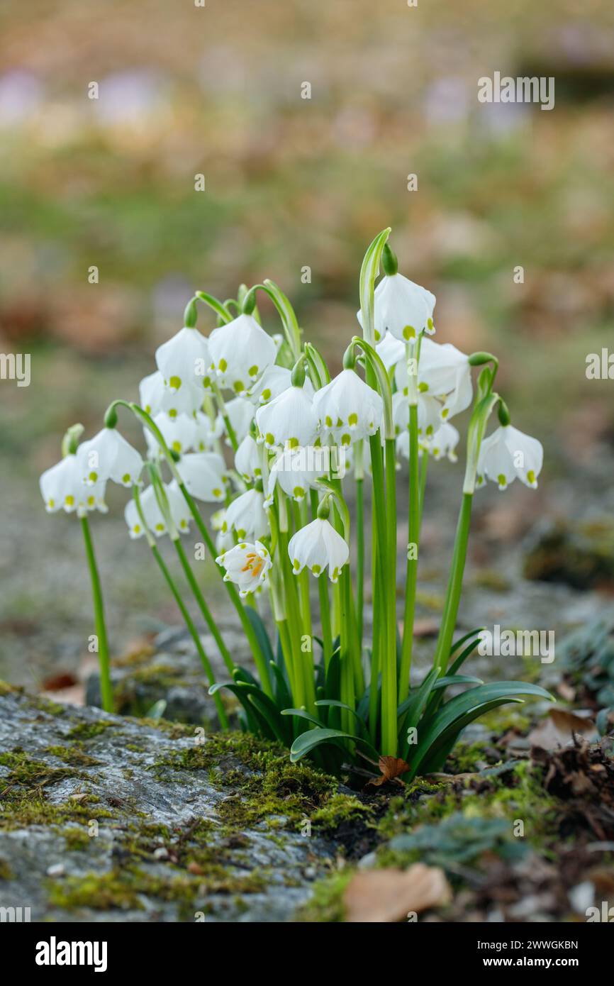 Group of spring snowflakes (Leucojum vernum Stock Photo - Alamy