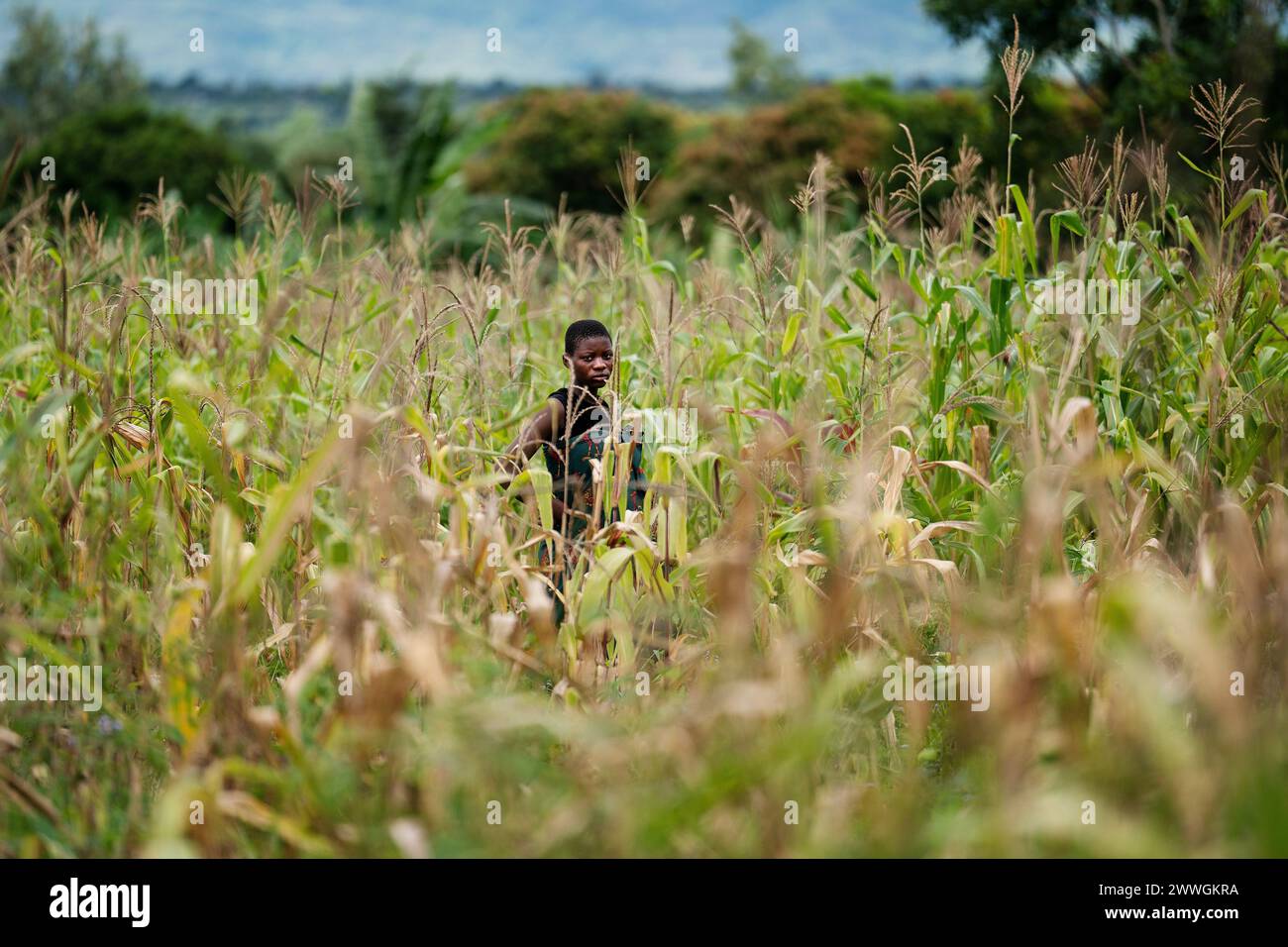A woman among failing maize crops in the village of Manduwasa in the Machinga region of Malawi. Picture date: Monday March 4, 2024. Stock Photo