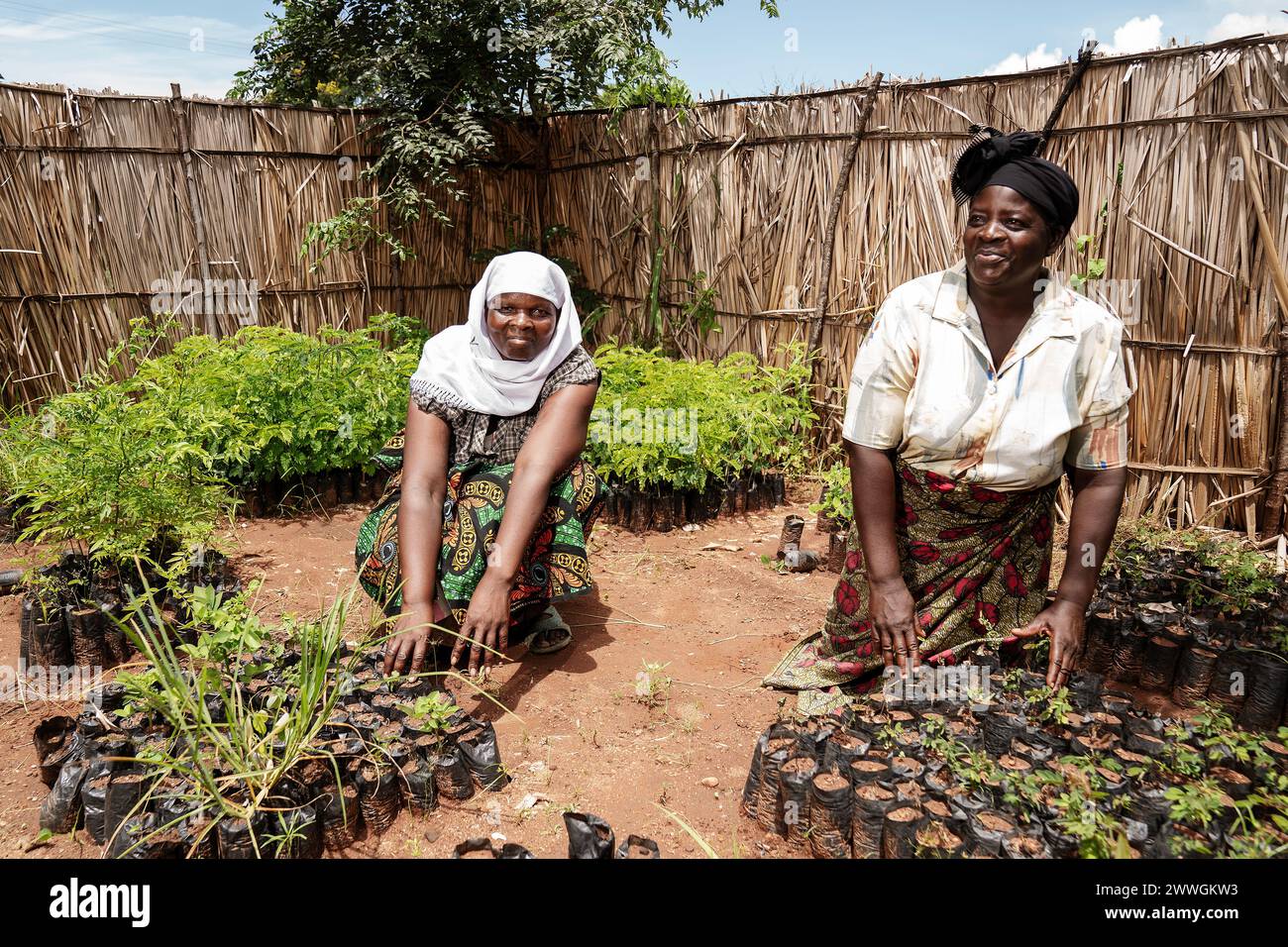 Agnes Jafali (right), tends to seedlings in a tree nursery in the flooding-prone regions around Lake Chilwa in the Machinga district of Malawi. Trocaire are encouraging communities to plant trees and not cut them down for fuel in an effort to prevent to tackle deforestation and stop topsoil being washed away when water runs down the steep mountainside and through the village. Villages in these communities have not recovered completely from Cyclone Freddy, and are doing what they can to prepare for next time. Picture date: Tuesday March 5, 2024. Stock Photo