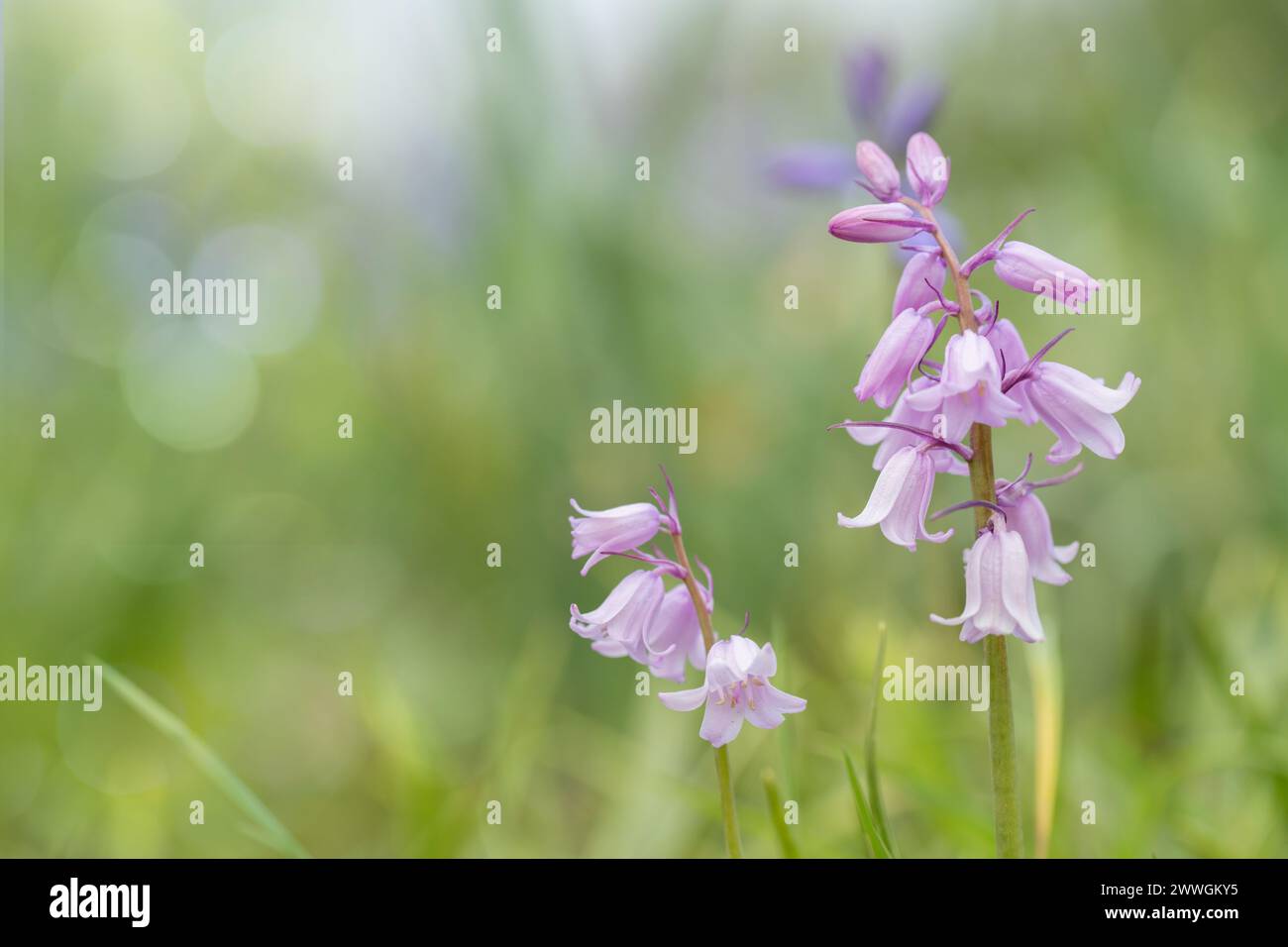 Pink Spanish bluebells (Genus Hyacinthoides). Space for your text. Stock Photo