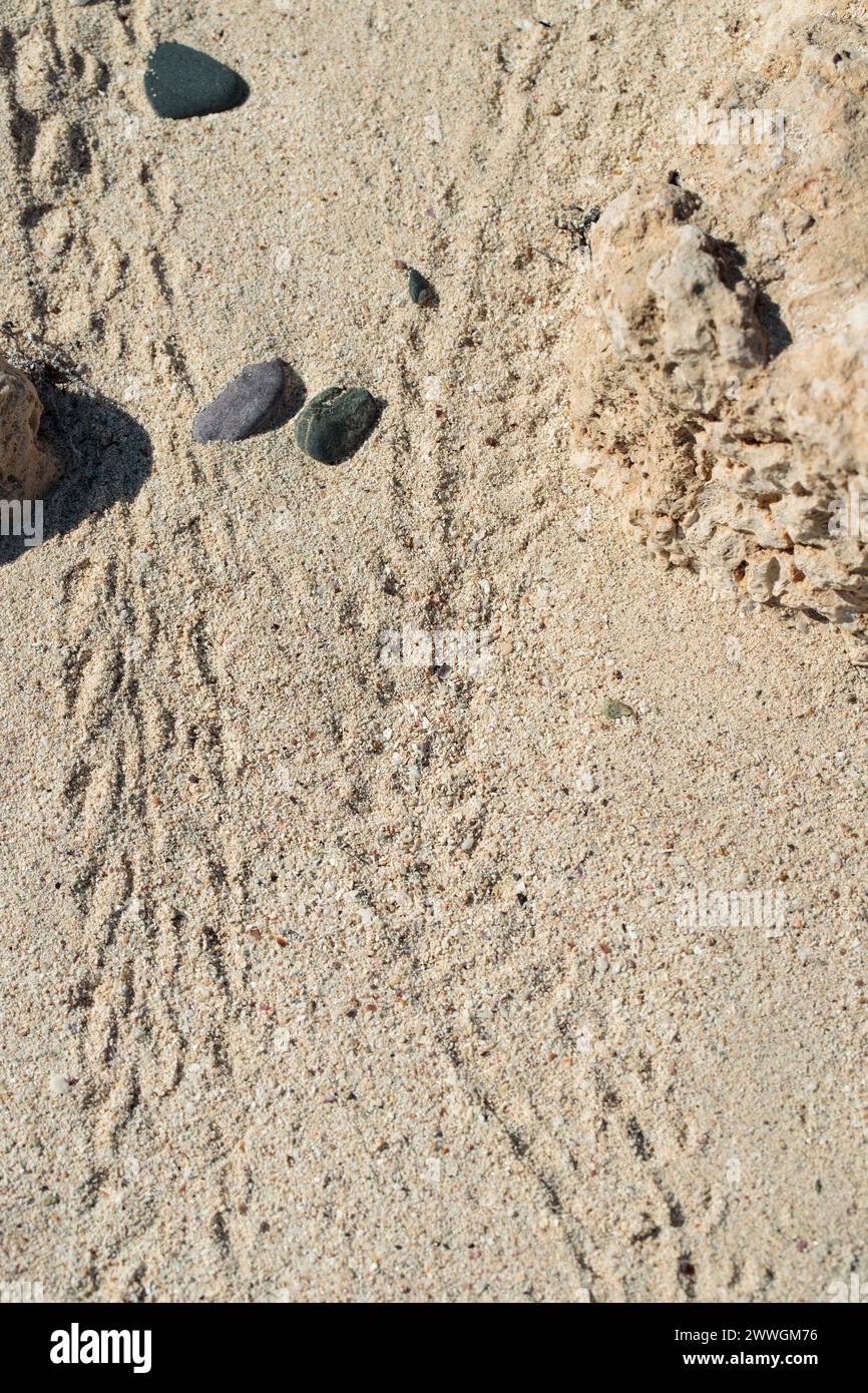 Typical tracks of a hermit crab in the sand of a beach. Stock Photo