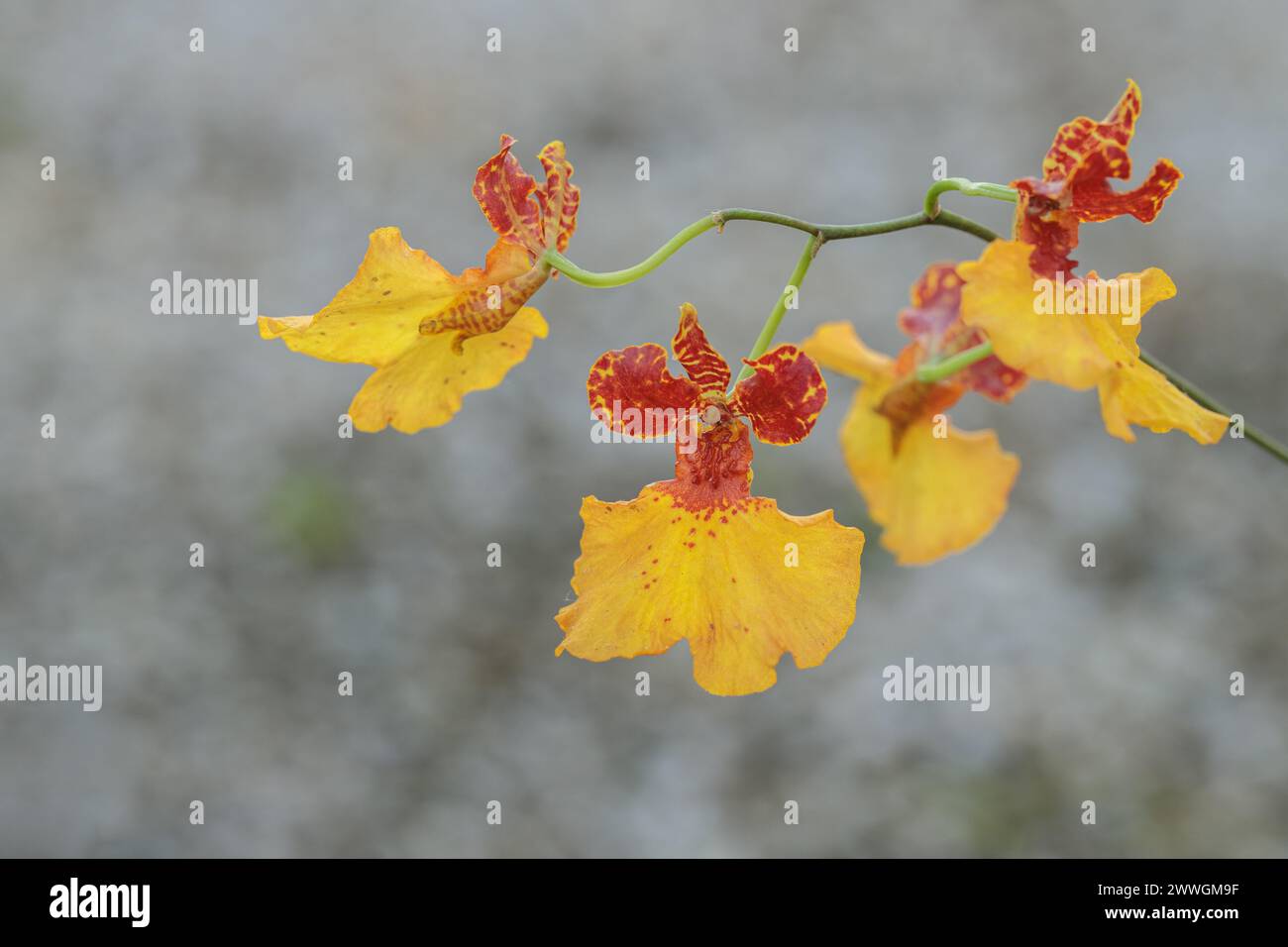 Blossoms of the golden shower orchid (Genus Oncidium). Stock Photo