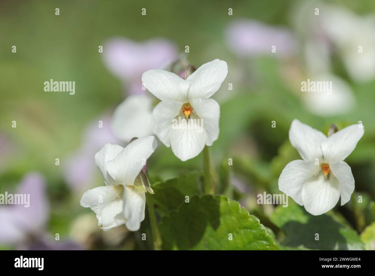 White garden violet (Viola odorata) Stock Photo