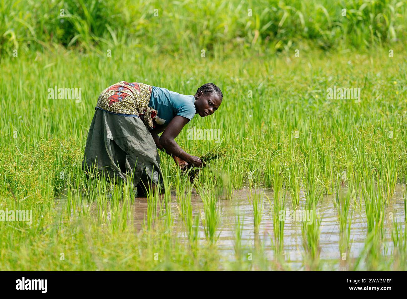 A woman works in a rice field in the flooding-prone regions around Lake Chilwa in the Machinga district of Malawi. Trocaire is training farmers in new diverse crops that can tolerate weather extremes a little more than maize can. Picture date: Tuesday March 5, 2024. Stock Photo