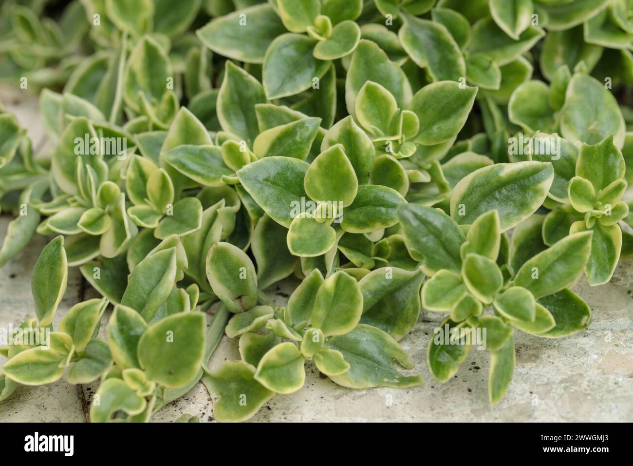 Iceplant (Mesembryanthemum cordifolium). Stock Photo