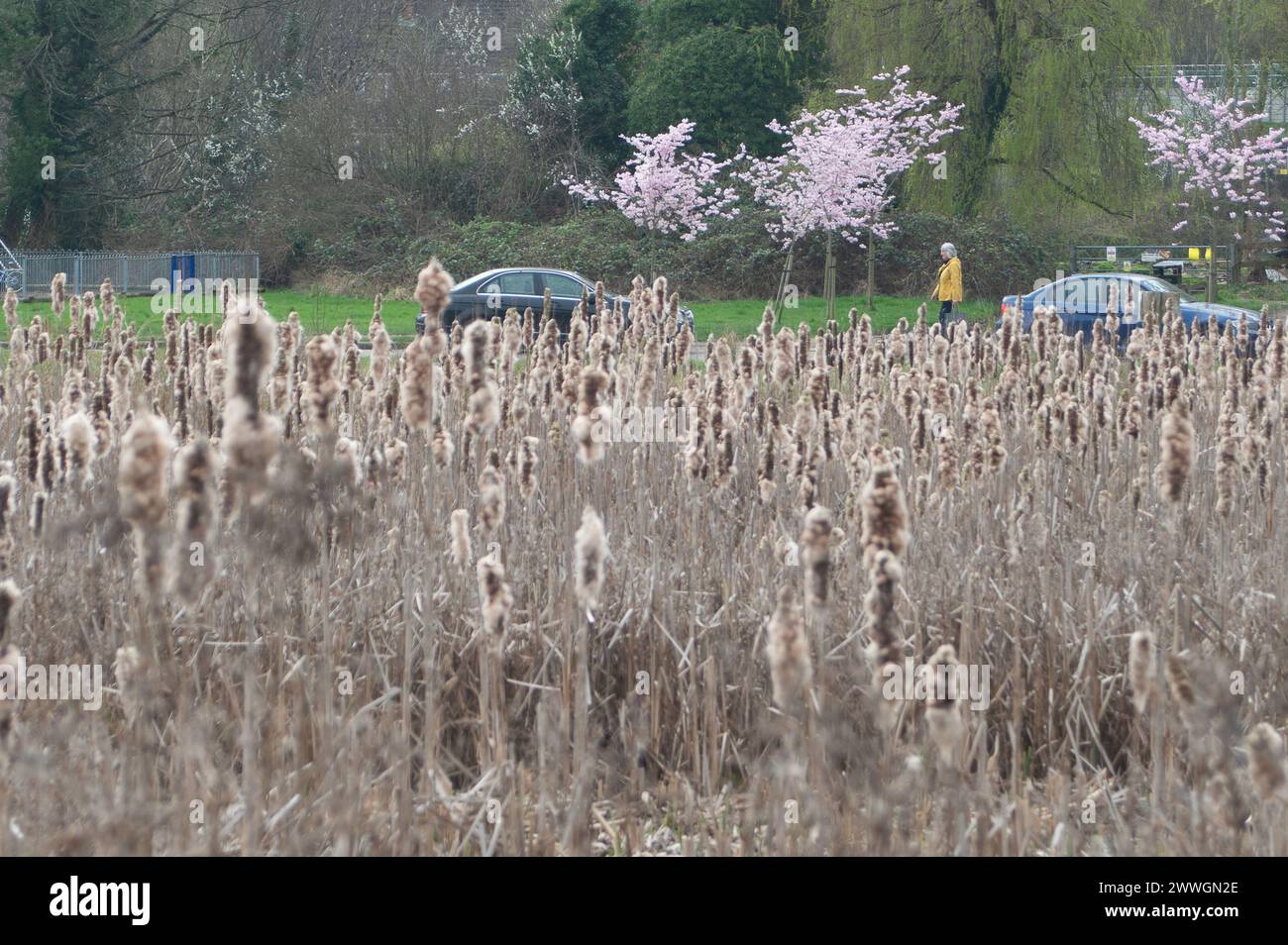 Chesham, UK. 21st March, 2024. Reeds in the clear water in the River Chess chalk stream in Chesham, Buckinghamshire. Sadly further downstream, Thames Water have been discharging sewage into the River Chess for over 500 hours. The River Chess is an important chalk stream and home to a variety of wildlife, such as water voles, brown trout and stream water crowfoot. Credit: Maureen McLean/Alamy Stock Photo