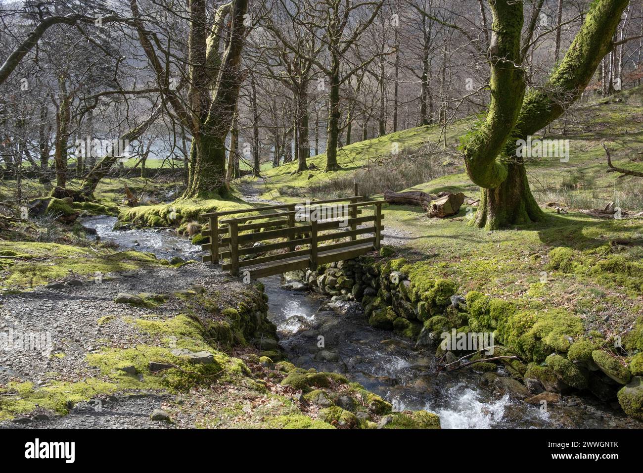 Woodland in the spring sunshine and a small stream flowing at Hassness, Cumbria in the English Lake District. Stock Photo
