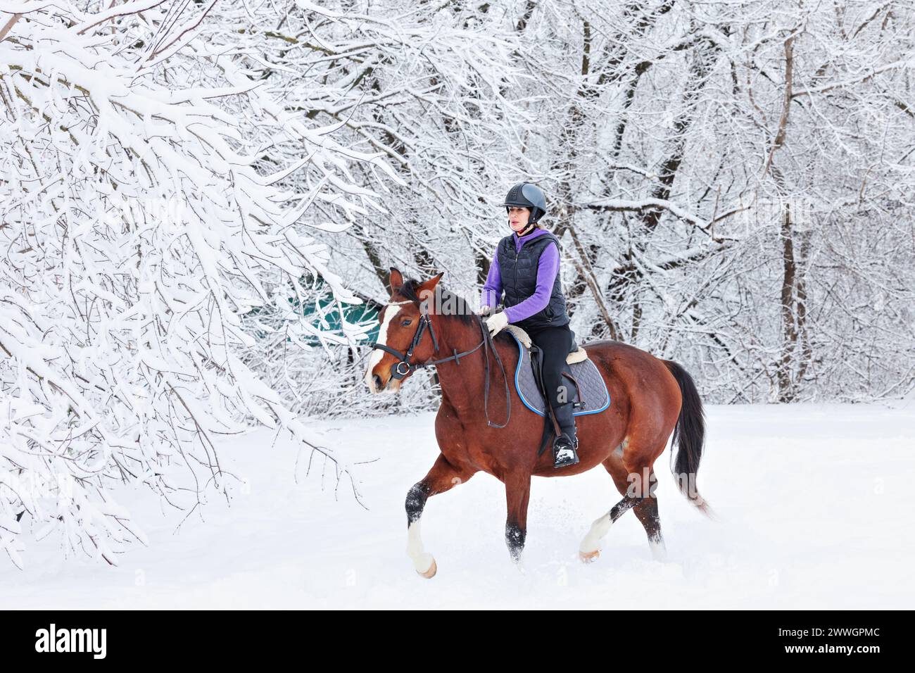 Equestrian girl walks horseback with  thoroughbred dressage horse in the winter fields Stock Photo