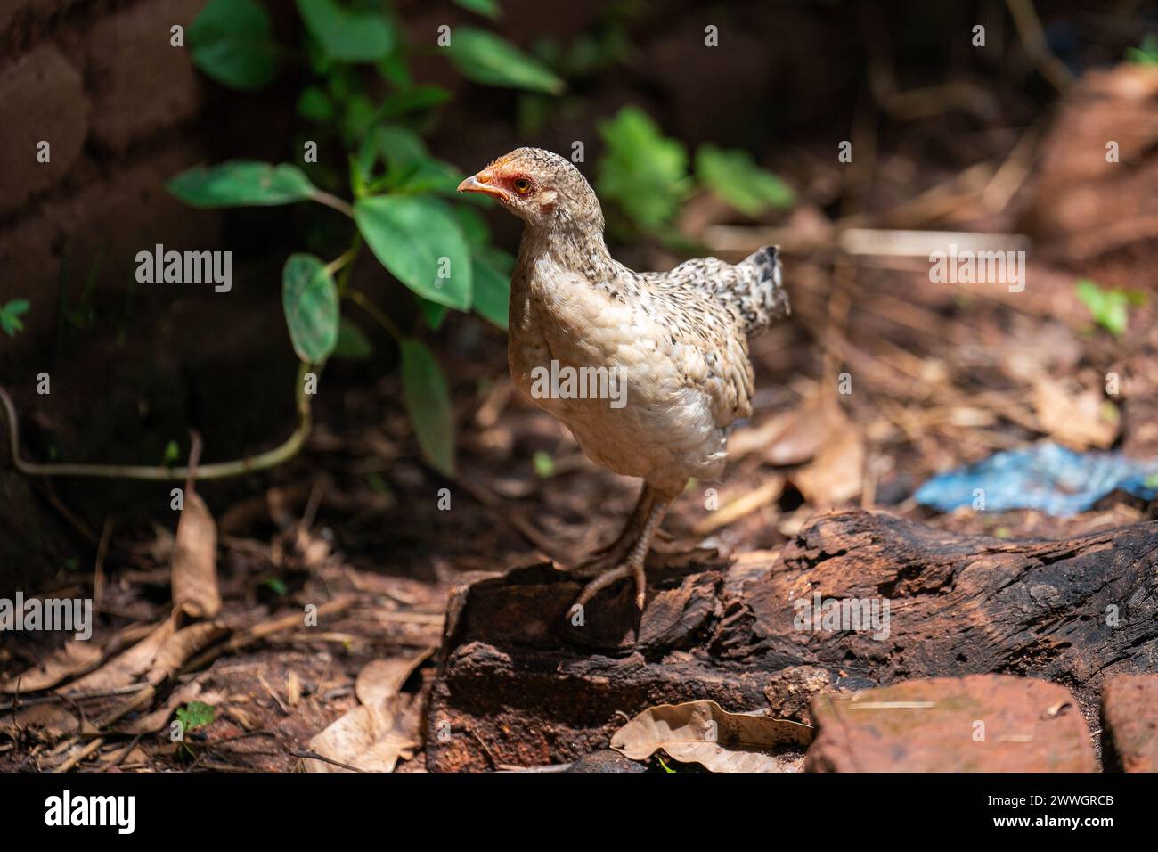 A chicken near to a home in the flooding-prone regions around Lake Chilwa in the Machinga district of Malawi. Picture date: Tuesday March 5, 2024. Stock Photo