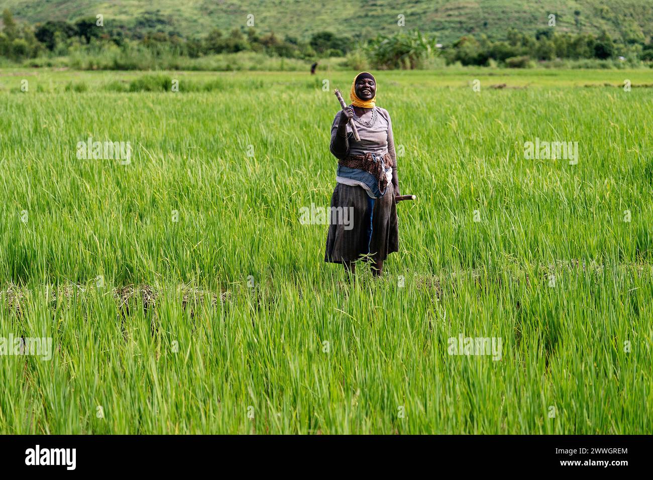 A woman chews sugar cane in a rice field in the flooding-prone regions around Lake Chilwa in the Machinga district of Malawi. Picture date: Tuesday March 5, 2024. Stock Photo