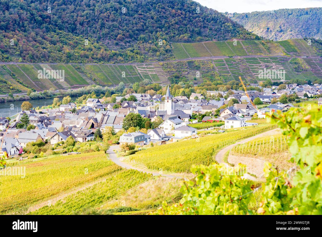 Bruttig-Fankel: village Fankel, vineyard in Mosel, Rheinland-Pfalz, Rhineland-Palatinate, Germany Stock Photo