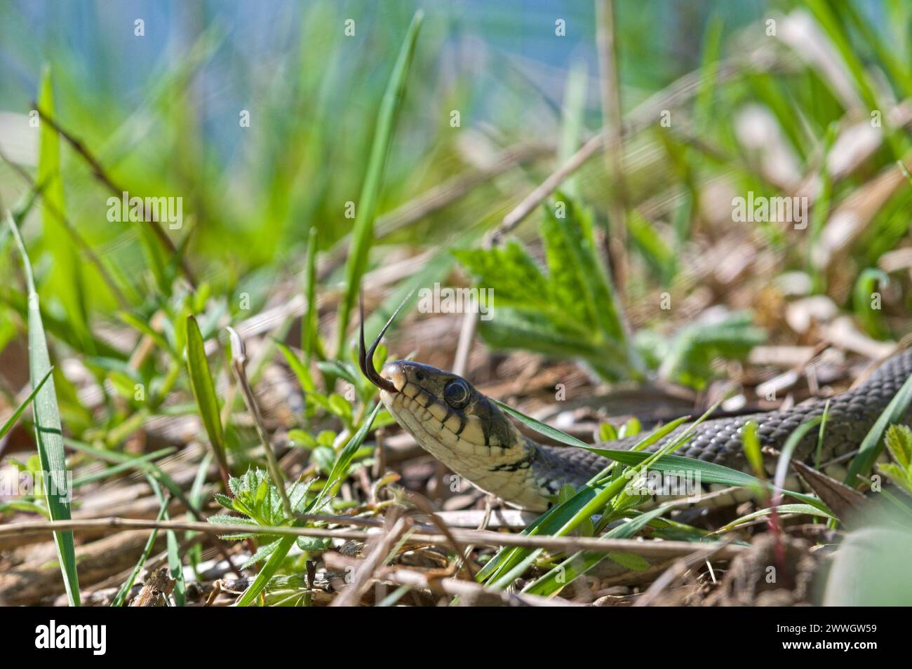 Natrix natrix aka Common Grass Snake in the grass. Visible forked tongue. Most common snake in Czech republic. Stock Photo