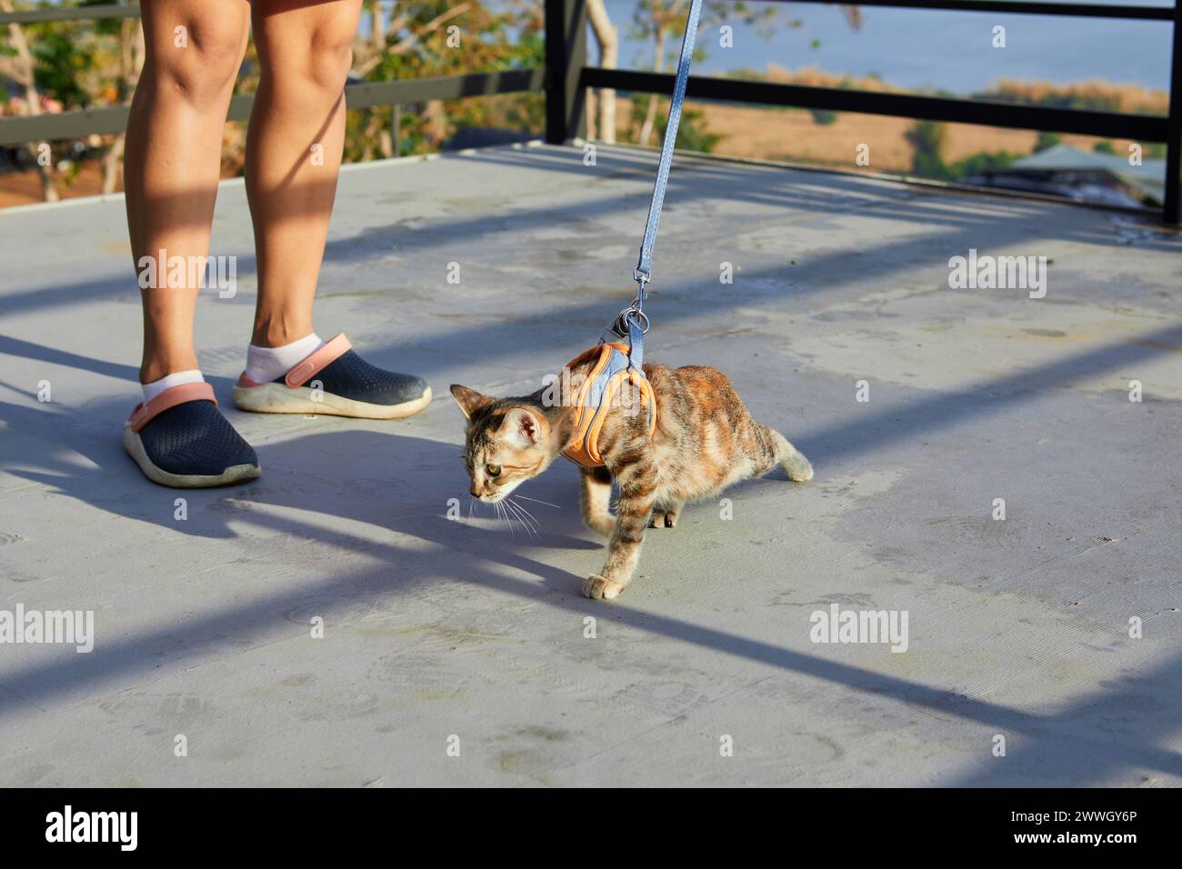 Young cat with a leash walking on the floor Stock Photo