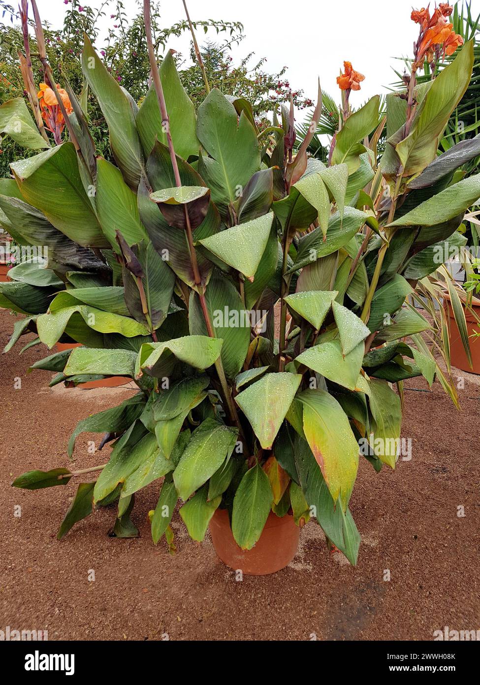 strelitzia nicolai 160 cm Strelitzia nicolai (White Bird of Paradise)