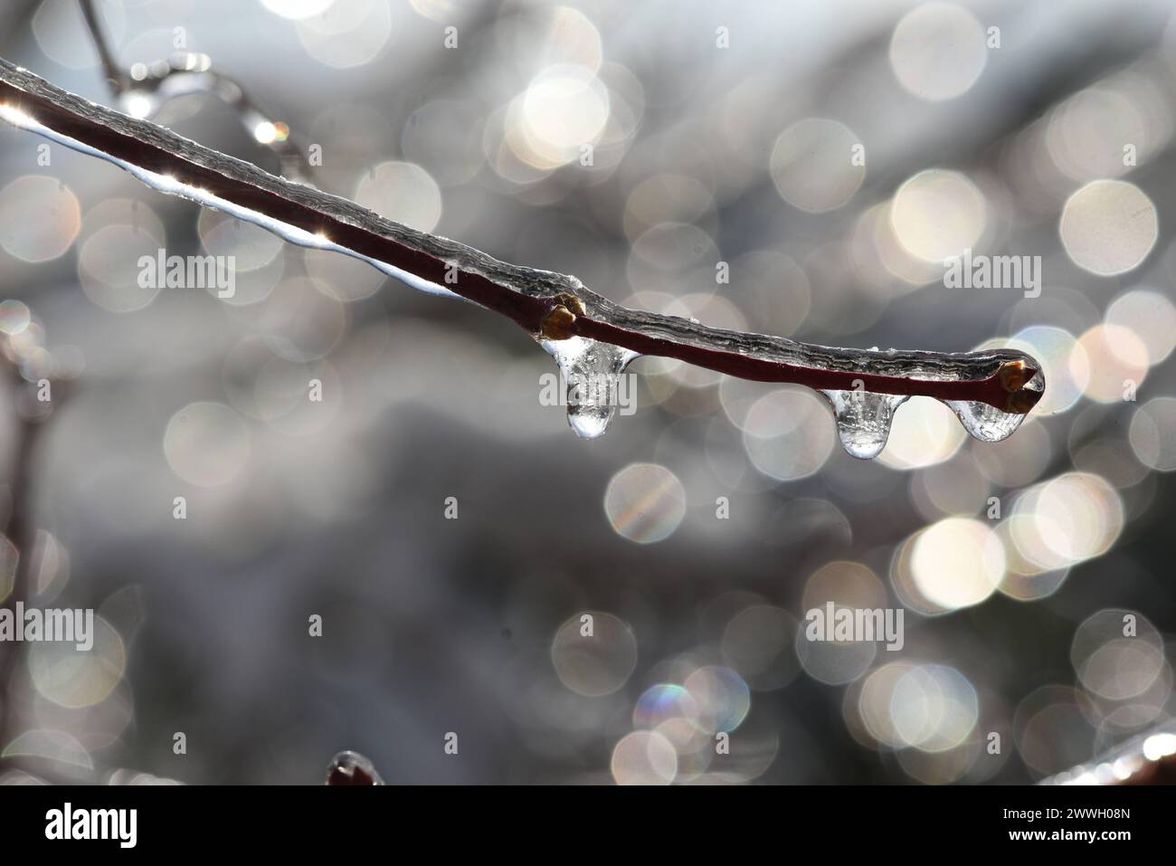 Eisregen ist Regen, der sofort gefriert, wenn er auf kalten Boden trifft oder mit festen Gegenstaenden, zum Beispiel Aeste in Beruehrung kommt. Freezi Stock Photo