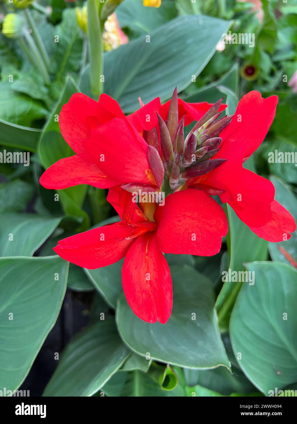 Blumenrohr, Canna indisches Blumenrohr ist eine sehr dekorative und