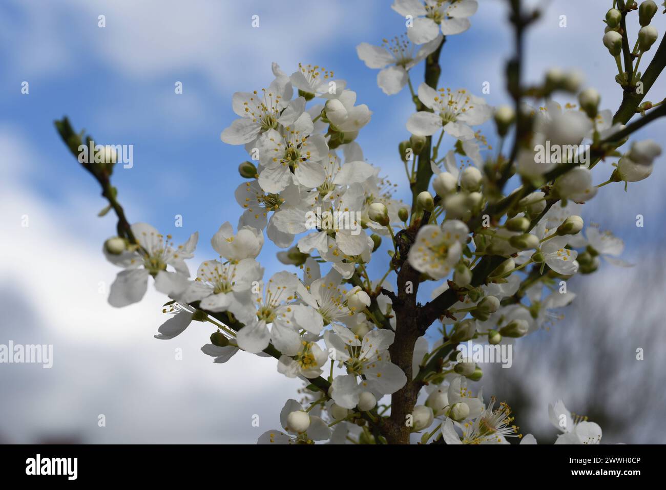 kirschpflaume-prunus-cerasifera-gilt-als-pflegeleicht-und-kann-bei