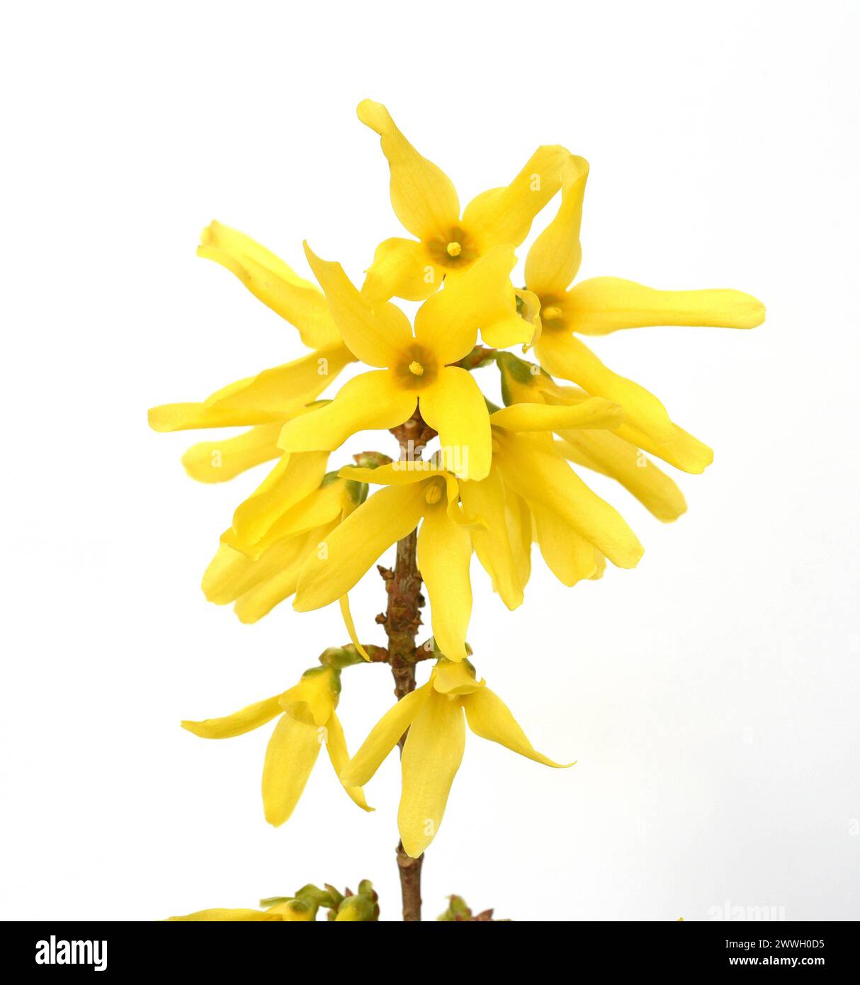 Forsythie, auch GartenForsythie, Goldflieder oder Goldgloeckchen