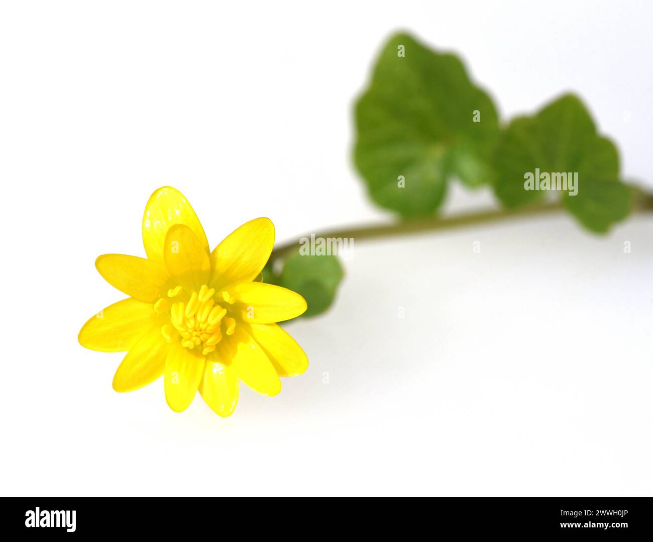 Scharbockskraut, Ranunculus ficaria, ist eine Heilpflanze mit gelben Blueten. Lesser Celandine, Ranunculus ficaria, is a medicinal plant with yellow f Stock Photo