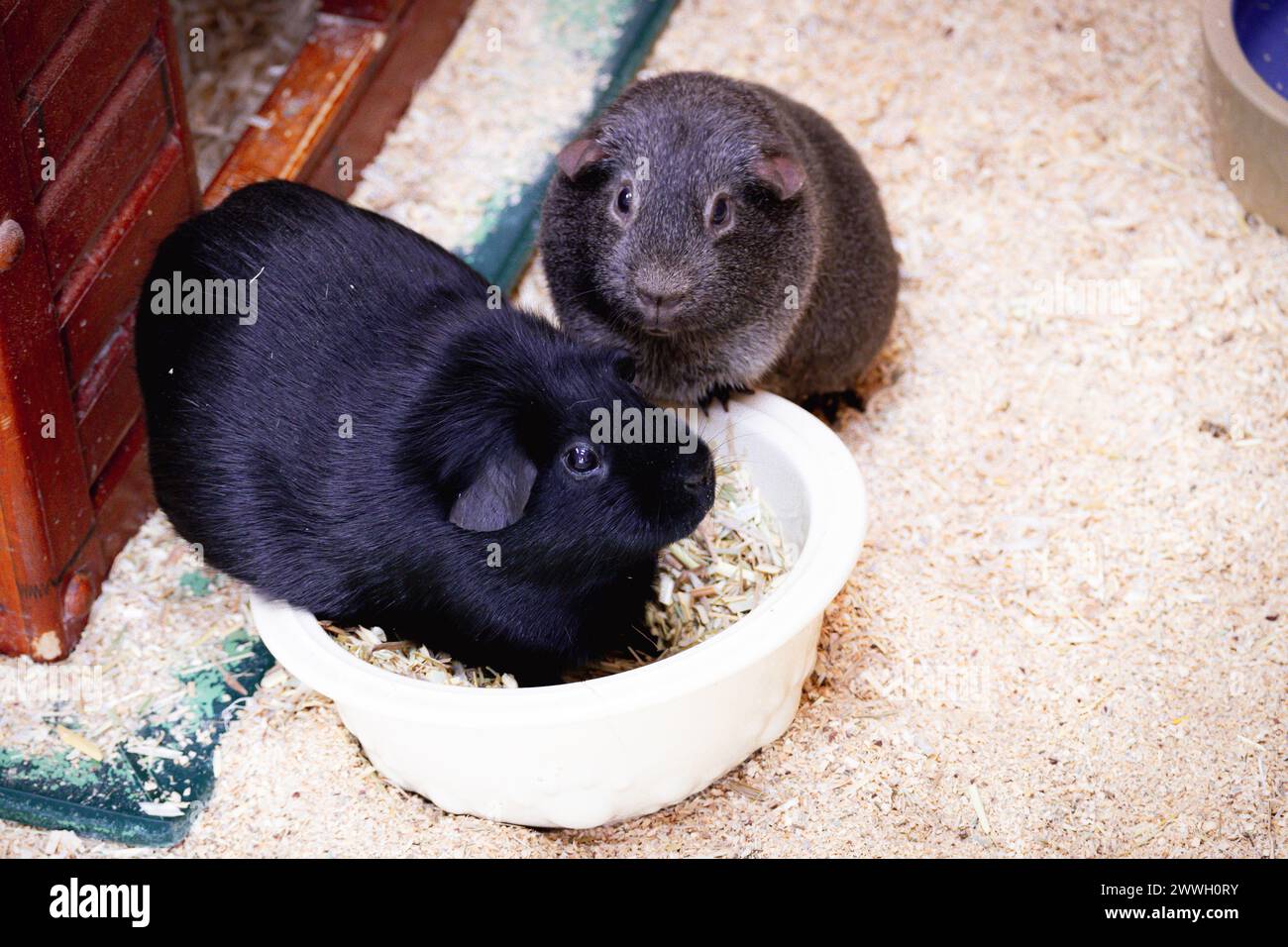 Image showcasing Grey guinea pig hi-res stock photography and images - Alamy